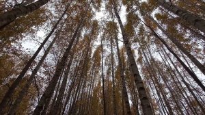 Музыка Бетховена | Сонатина ре минор | Контрабас и Орган