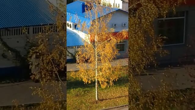 Золотая березка под окном смотреть онлайн