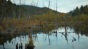 Дальневосточная, таёжная, горная река - Анюй . Место не только для рыбалки.