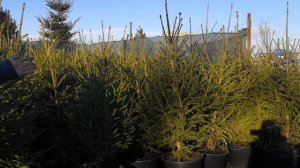 Живая ель в горшке