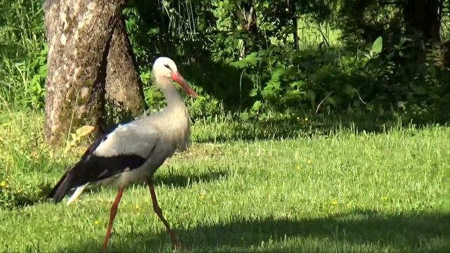 Видео про аистов 2017 И Рудзите смотреть онлайн