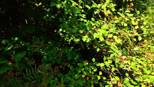 ПОДБЕРЕЗОВИКИ БЕЛЫЕ И ПОДОСИНОВИКИ,ПОДМОСКОВЬЕ2019 смотреть онлайн