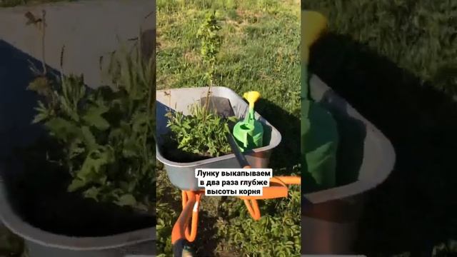Пересадка красной смородины! #сад #краснаясмородина #пересадкасмороды #garden  #смородина #reels