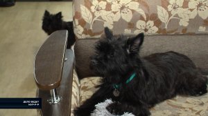 Любопытные непоседы: керн-терьер - в программе "Дело ведёт Мур-р-р"