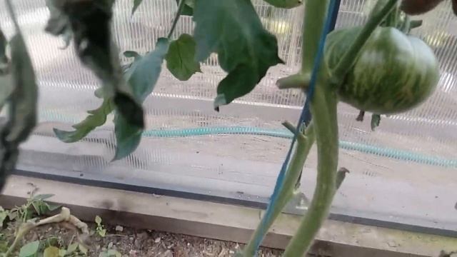 Если говорить, как погода влияет на урожай томатов и других овощей, то результаты  очевидны... смотреть онлайн