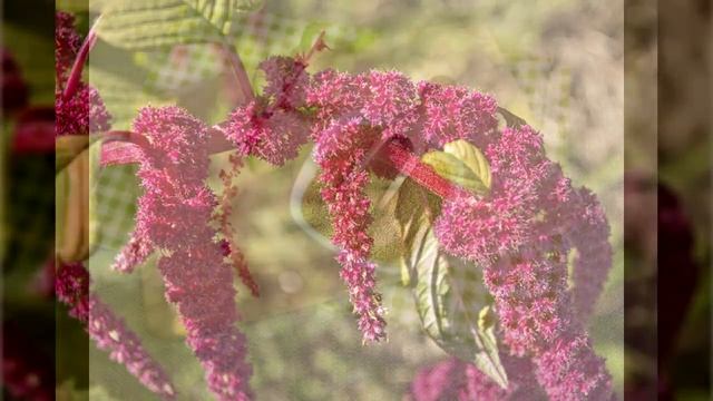 АМАРАНТ — настоящий хлеб СЛАВЯН! Вот почему Петр I жестоко запретил выращивать амарант!! смотреть онлайн