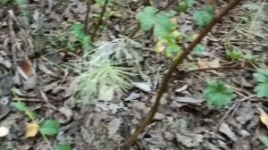 Ремонт. Замена камеры на Каракате. За рыжиками и на пекник к реке.