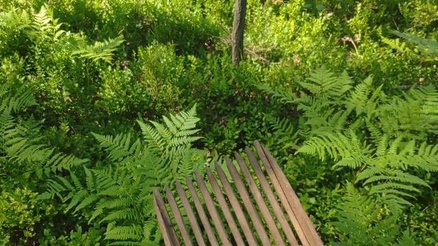 Собираем чернику гребенкой!!! Гребенка из прошлого! Комбайн для ягод!
