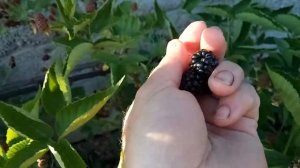 Ежевика Бжезина