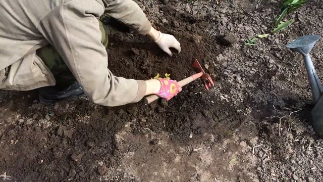 Спирея японская Голдфлейм. Spiraea japonica Goldflame. Посадка 2016 смотреть онлайн