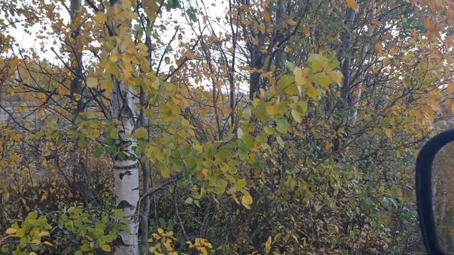 Дрожат листочки на ветру смотреть онлайн