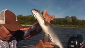 НовосадовЛайв. Ловля жереха и окуня на микроколебалку.
