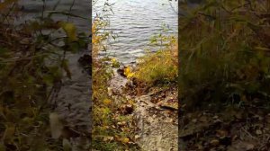 Прокопали канал и спустили огромную лужу в озеро