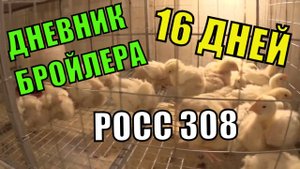 Как вырастить Цыплят бройлеров РОСС 308 ( 16 СУТОК) Пересадка в клетки
