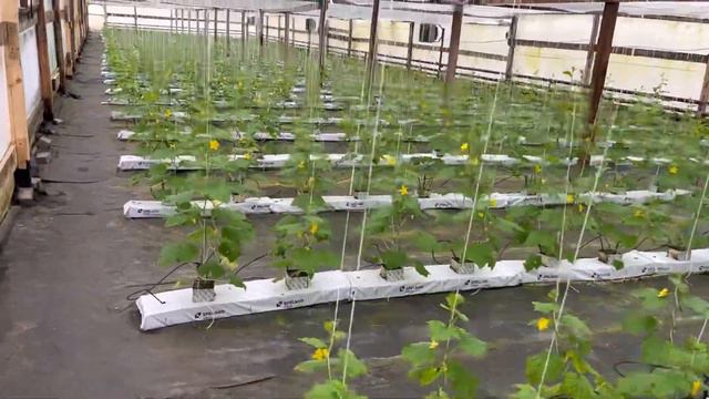 Обзор растений 22.02.24г. Огурец Bjorn F1 🥒🥒🥒🌱🌱