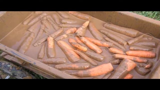 Хранение моркови в зимнее время смотреть онлайн