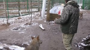 СТАТУС ВОЖАКА В СТАЕ ВОЛКОВ, КАК ЕГО ЗАСЛУЖИТЬ И УДЕРЖАТЬ!?