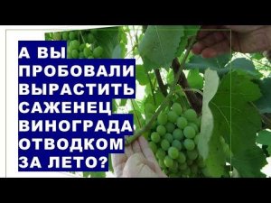 А Вы пробовали вырастить саженец винограда с помощью зелёного отводка летом? Попробуйте. Это легко