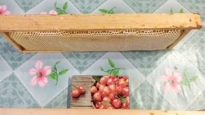 Сколько мëда в нашей рамке. Опять о нестандартной рамке.