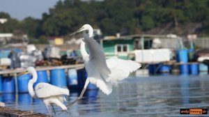 【閃電評測】索尼超長焦鏡 鳥攝長炮Sony 200-600mm F5.6-6.3 G OSS on Sony A7IV 快速測試 廣東話