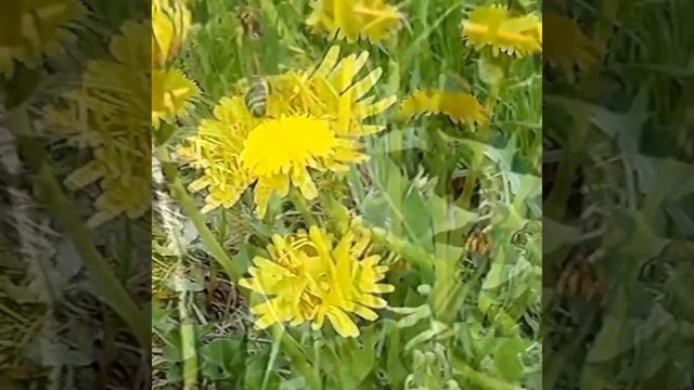 #поэзиядлядуши "Одуванчики" (Автор стихотворения - Юлия Вихарева)