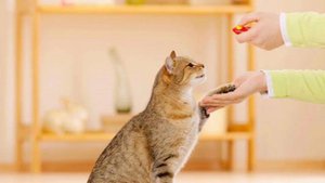 Дрессировка кошки Как обучить кошку командам?