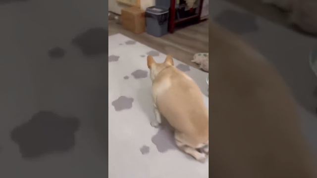 Ну допустим КВА!. #shorts #dog #cat #animals #video #smile