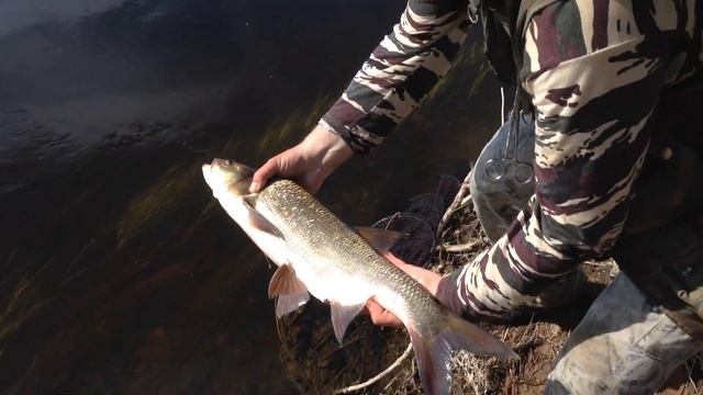 Жерех, красивая рыба. смотреть онлайн