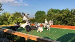 ГОЛУБИ ТУРЕЦКАЯ / Такла /TAKLACI /