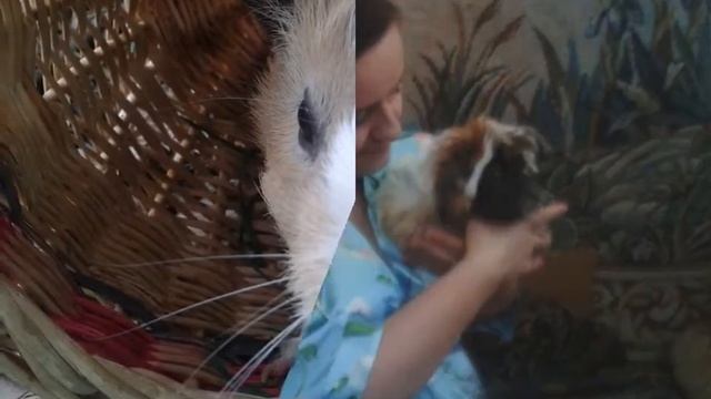 морские свинки слайд шоу смотреть онлайн