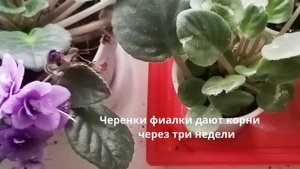 Фиалка Поль Баньян комнатные растения ЦВЕТЫ