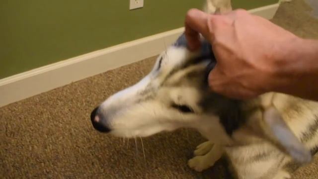 10 Reasons To Choose A Siberian Husky As Your Pet! смотреть онлайн