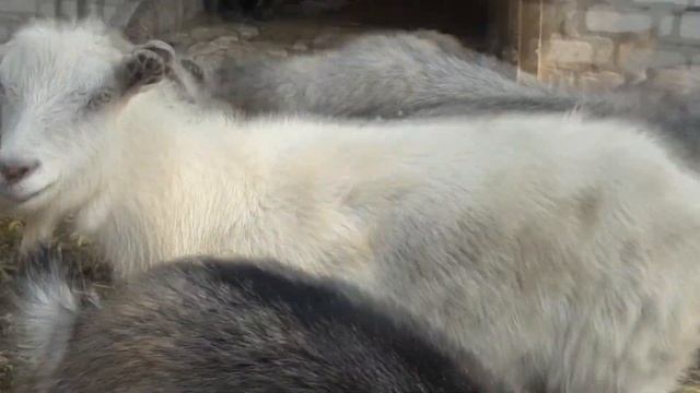 НА СВИДАНИЕ С КОЗОЙ смотреть онлайн