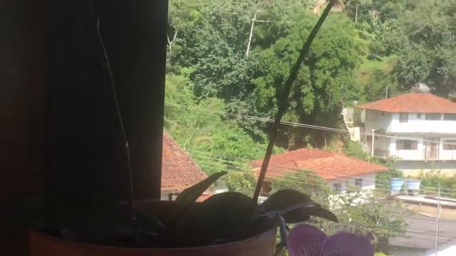 Phalaenopsis Orquídea borboleta roxa/phalaenopsis purple butterfly orchid смотреть онлайн