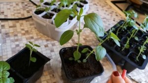 Что происходит с растениями после прищипки на примере львиного зева и агератума мексиканского