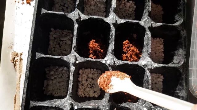 ⭐СЕЮ лобелию, алиссум, люпин, котовник, колеус, гейхеру I РЕЗУЛЬТАТ СПУСТЯ 2 НЕДЕЛИ смотреть онлайн