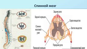 Краткий обзор Центральной нервной системы человека для 10 класса