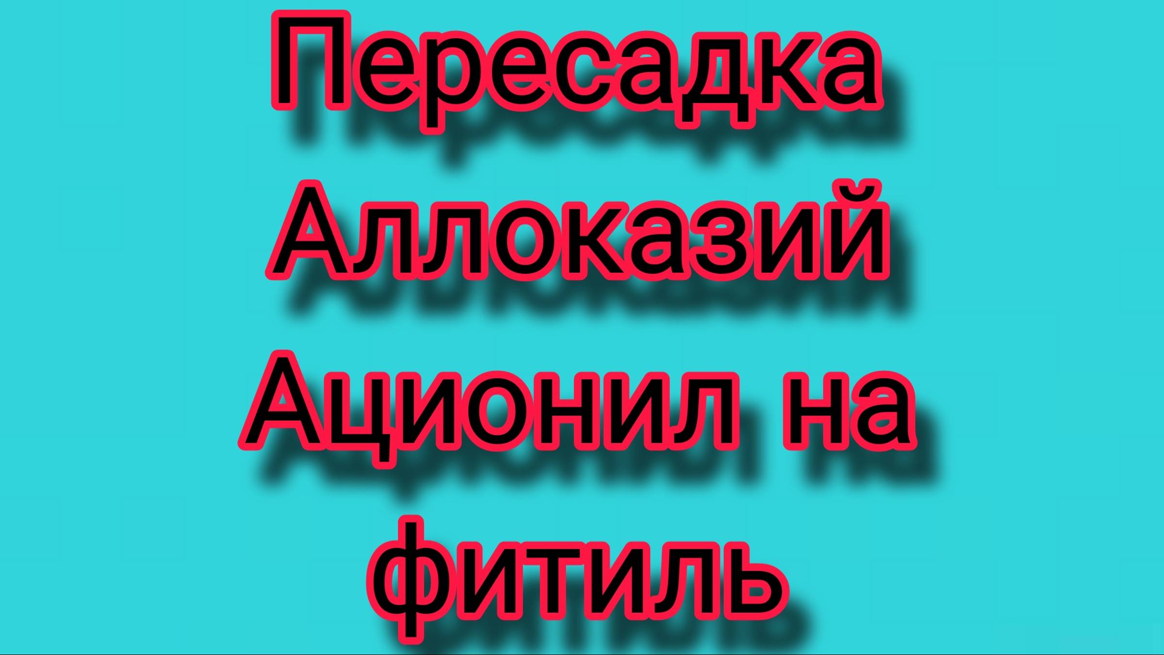 Пересадка Аллоказий на фитиль
