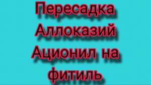 Пересадка Аллоказий на фитиль