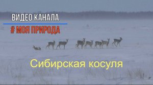 Сибирская косуля