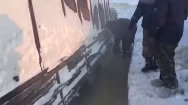 Зимник сеяха так бывает