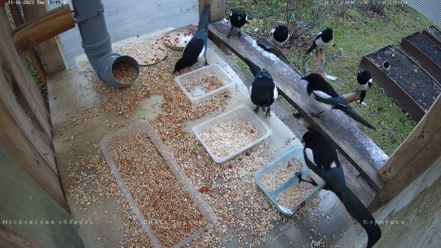 Нашествие сорок в кормушку #животные #кормушка #птицы #кормушкадляптиц #птица смотреть онлайн