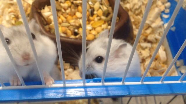 Хомяки требуют семечки смотреть онлайн