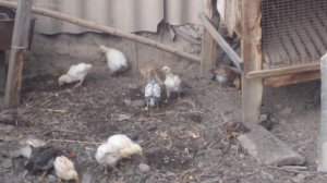 Цыплята дерутся