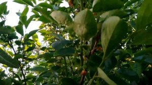 Немного о цветении хурмы