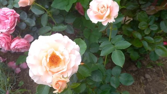 Розы 8.07.23.Роза Шоне Кобленцерин. смотреть онлайн