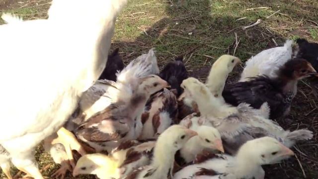 Наседка с цыплятами 3недели.mov смотреть онлайн