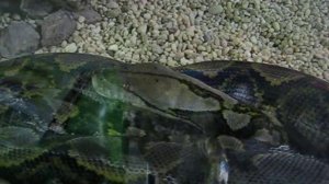 20ft, 200lb Reticulated Python, Python reticulatus