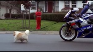 Suzuki Commercial GSX-R1000 Dog