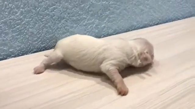 Ксоло Клаб Бель Анабель смотреть онлайн